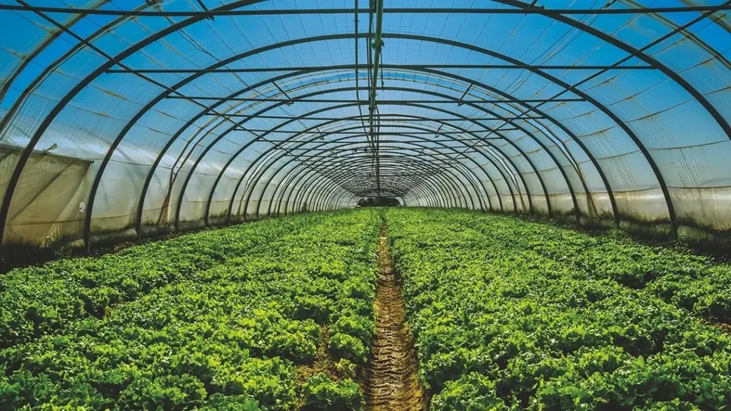 Greenhouse with green plants inside and blue sky above