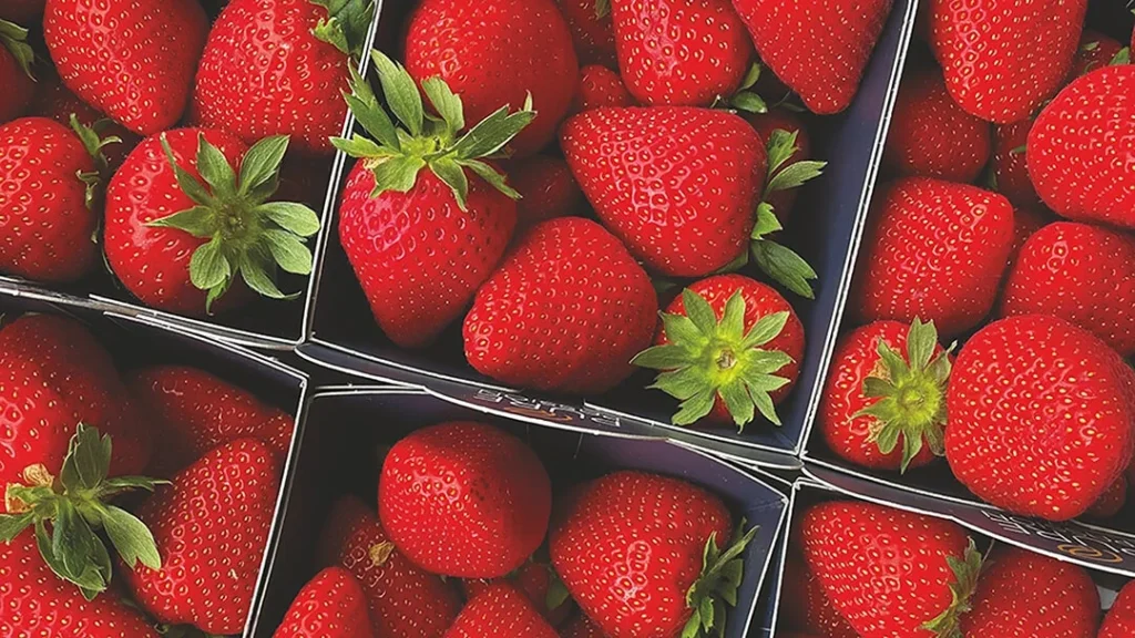 Strawberries in boxes