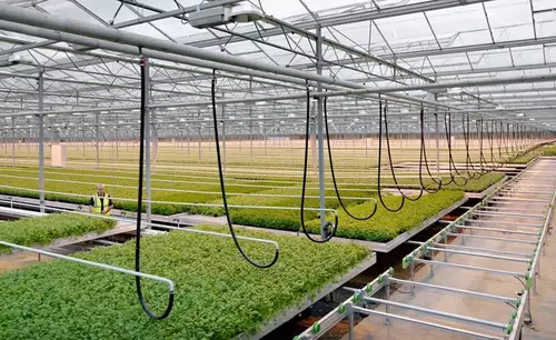 Greenhouse with green plants inside and blue sky above